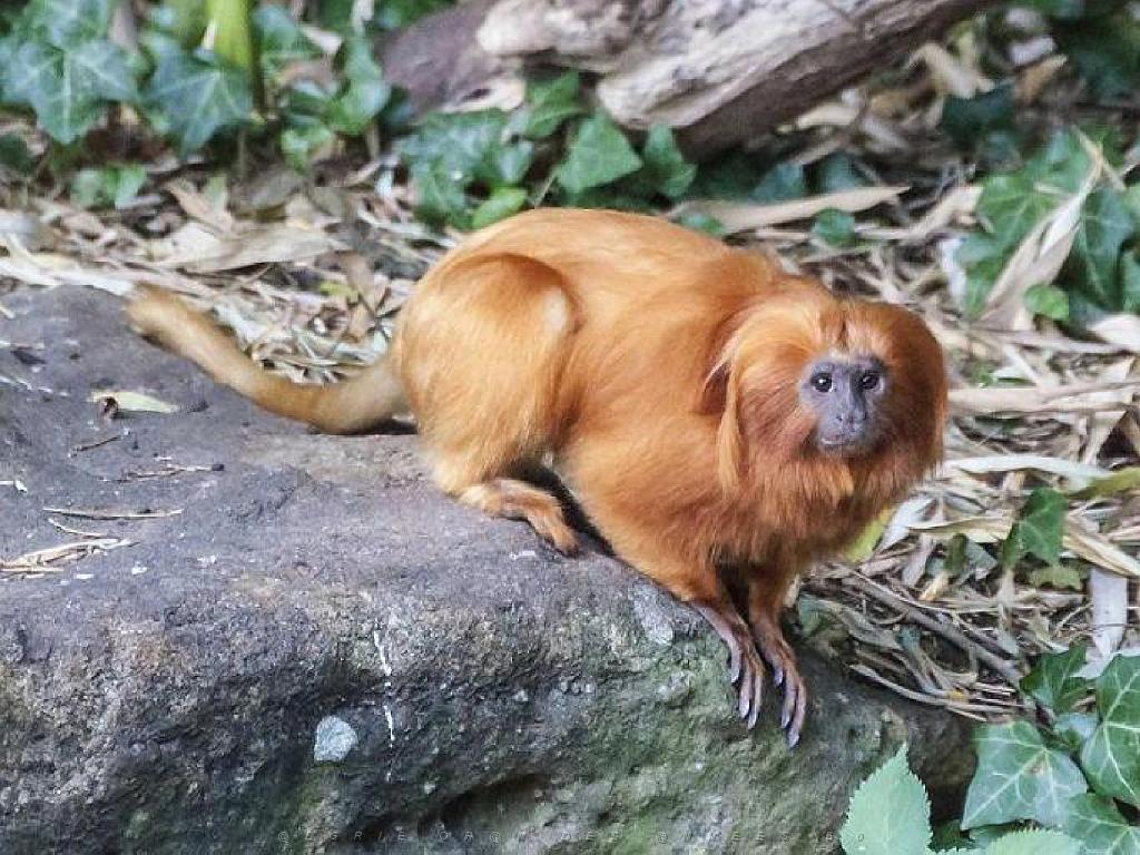 149 BIO PARC DE DOUE LA FONTAINE 5- 2016_000037.jpg